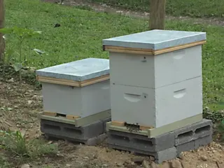 Our bee beginnings