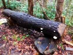 Hemlock Log  Cut Three Years Ago